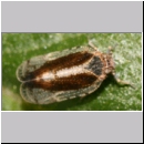 Tachycixius pilosus - Glasfluegelzikade 01b Deister.jpg